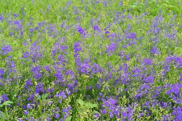 Flores silvestres azuis no prado no verão — Fotografia de Stock