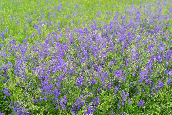 Fleurs sauvages bleues dans la prairie en été — Photo