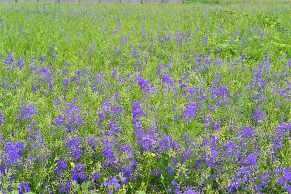 Flores silvestres azuis no prado no verão — Fotografia de Stock