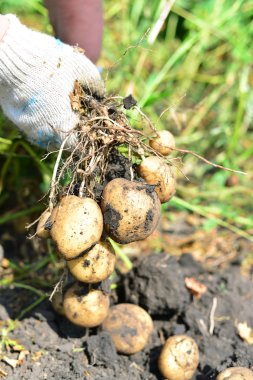 Tubers fresh potatoes in the hands  clipart