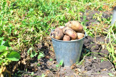  Bahçede bir kova patates