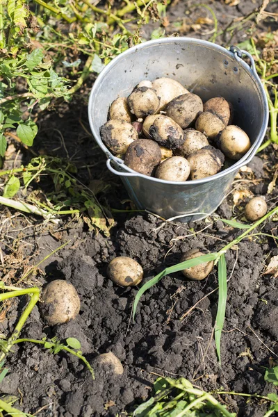 Bahçede bir kova patates — Stok fotoğraf