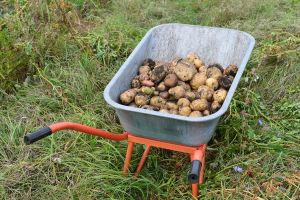 Recoltarea cartofilor în roabă în aer liber — Fotografie, imagine de stoc