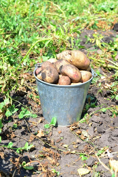  Bahçede bir kova patates