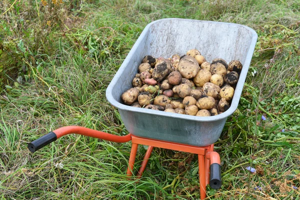Сбор картофеля в тачке на открытом воздухе — стоковое фото