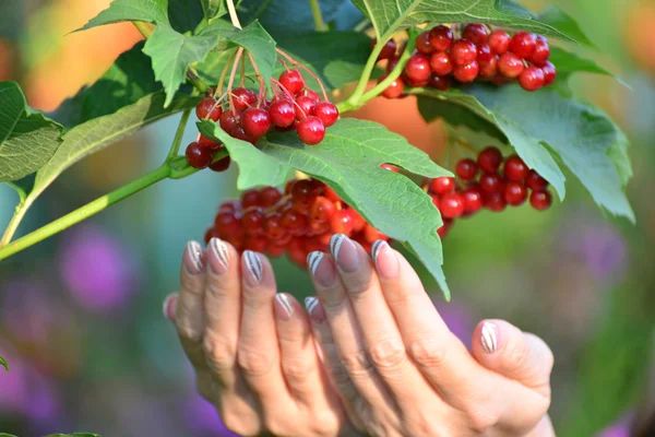 Grandi gruppi di viburno rosso nelle mani femminili — Foto Stock