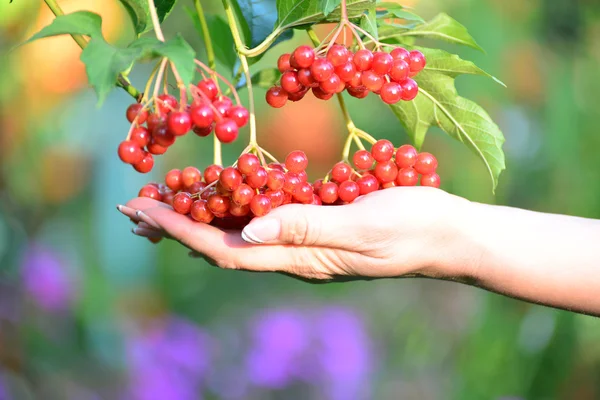 Large clusters of red viburnum in female hands — Stock Photo, Image