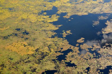  yaprakları nilüferler ve nehir alg çiçeklenme