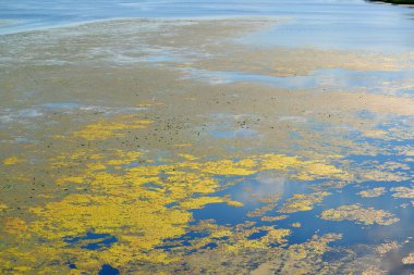  yaprakları nilüferler ve nehir alg çiçeklenme
