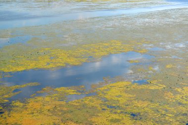 yaprakları nilüferler ve nehir alg çiçeklenme