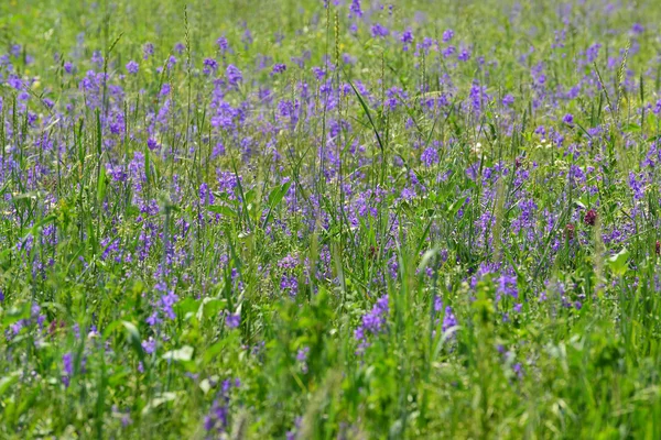 Flores silvestres azuis e amarelas no prado no verão — Fotografia de Stock