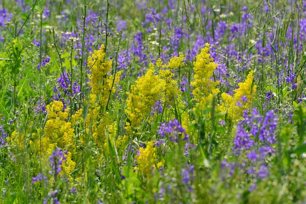 Fleurs sauvages bleues et jaunes dans la prairie en été — Photo