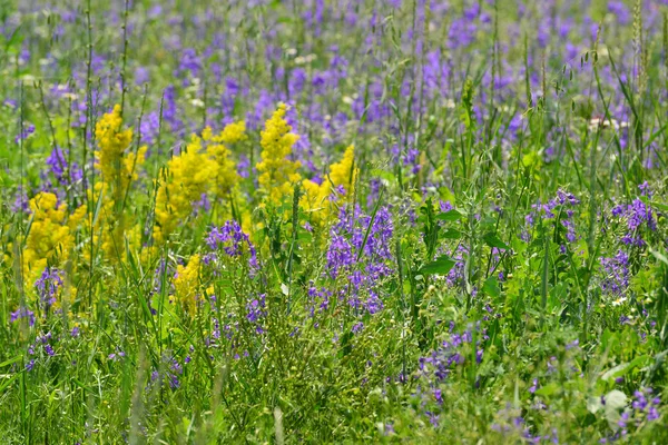 Flores silvestres azuis e amarelas no prado no verão — Fotografia de Stock