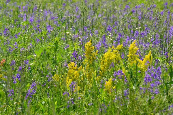 Blaue und gelbe Wildblumen auf der Wiese im Sommer — Stockfoto