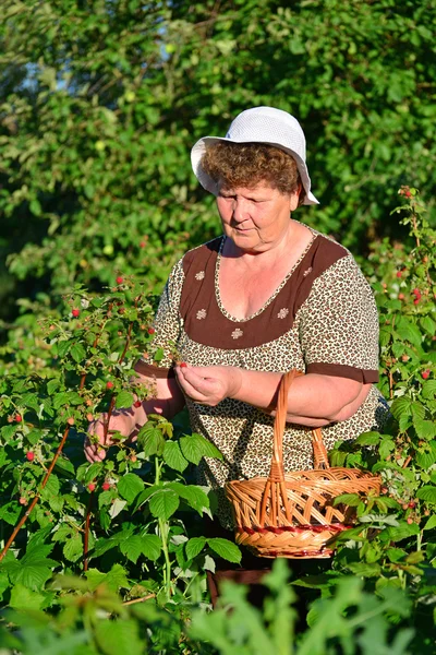 Пожилая женщина собирает малину в саду — стоковое фото