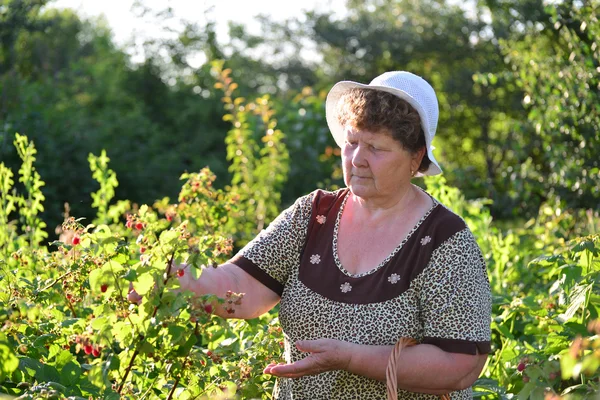 정원에서 나무 딸기를 수집 하는 노인 여성 — 스톡 사진