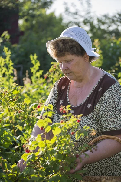 Літня жінка, що збирає малину в саду — стокове фото