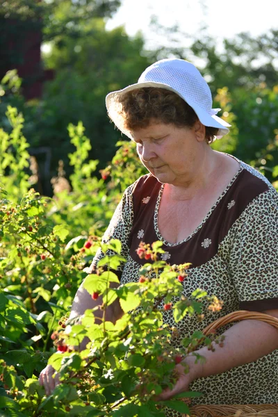  yaşlı kadın ahududu Bahçe toplama