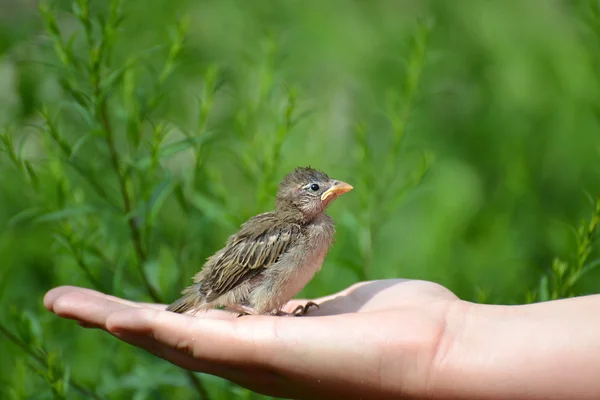 Jeune moineau à bec jaune assis sur la paume des enfants — Photo