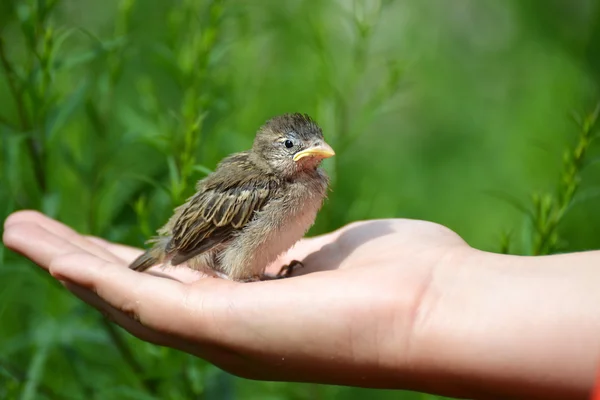Young yellow-beaked sparrow sits on  childrens palm — Stock Photo, Image
