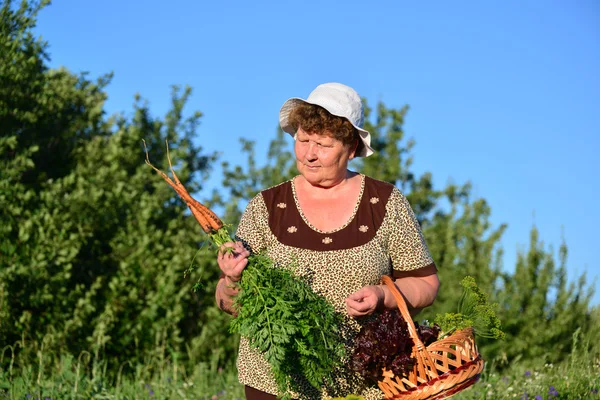 농장에서 야채 바구니와 함께 노인 여성 — 스톡 사진