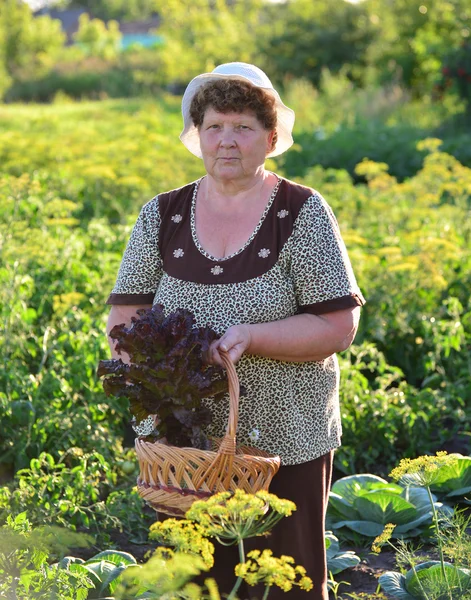 Літня жінка з кошиком овочів на фермі — стокове фото