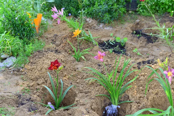 Mudas de flores preparadas para plantação — Fotografia de Stock