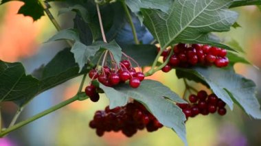 Olgun kartopu dalı demet