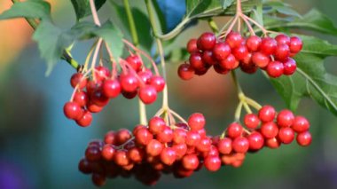 Olgun kartopu dalı demet