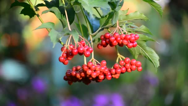 Bunch of ripe Viburnum on  branch — Stock Video