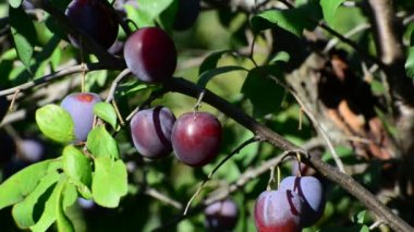 Tatlı olgun mavi Erik dalı