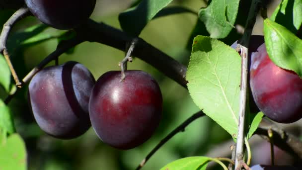 Ciruela azul madura dulce en rama — Vídeos de Stock