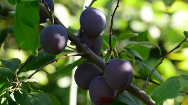 Sweet ripe blue plum on branch — Stock Video