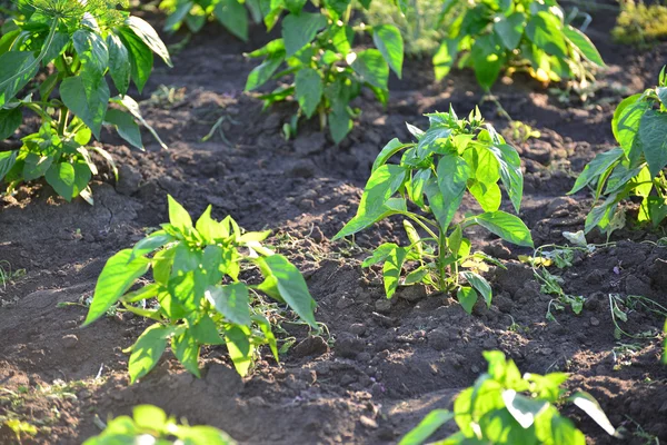 Brotes de pimienta en la cama en el jardín —  Fotos de Stock