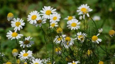 Yaz günü çayır çiçek açması alan daisy