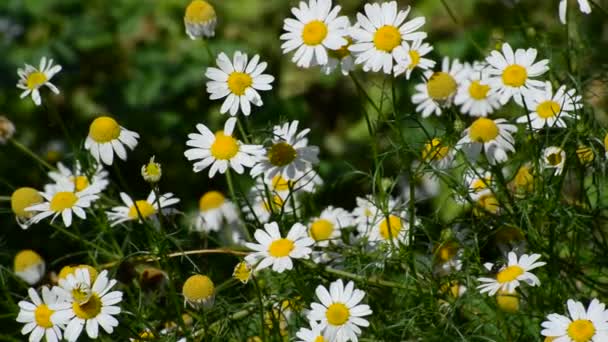 Bloeiende veld daisy op weide in zomerdag — Stockvideo