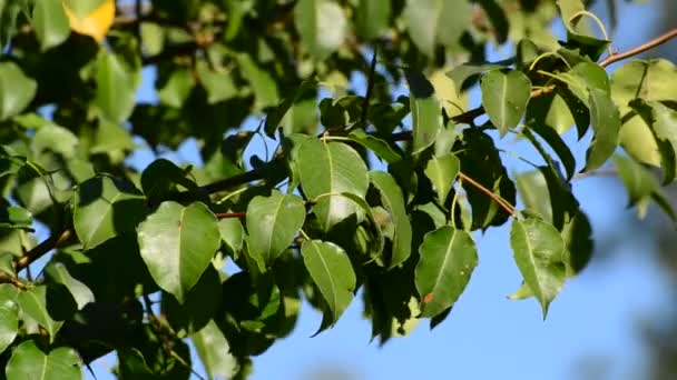 Päron trädgren med blad på vinden i sommar — Stockvideo