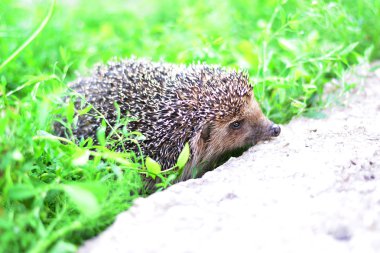 Genç kirpi doğal yaşam alanında.