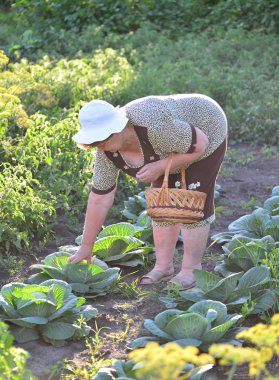  yaşlı kadın ile çiftlikte sebze bir sepeti