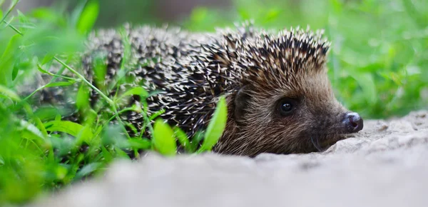 Jeune hérisson dans l'habitat naturel — Photo