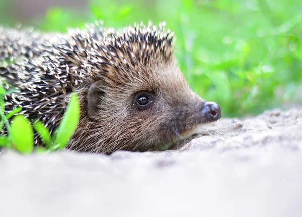 Jeune hérisson dans l'habitat naturel — Photo