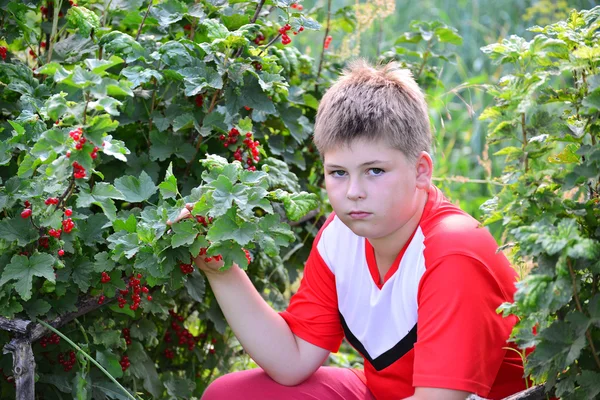 Ragazzo adolescente seduto vicino a un ribes rosso in giardino — Foto Stock