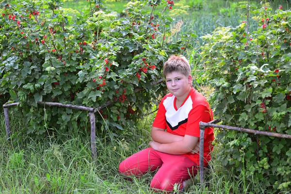 Közelében egy piros ribizli-kertben ülő tizenéves fiú — Stock Fotó