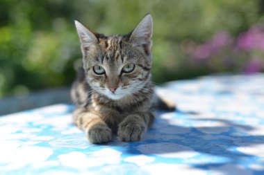 Leopar baskı kedi doğa portresi