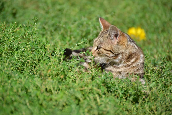 Retrato de leopardo gato impressão na natureza — Fotografia de Stock