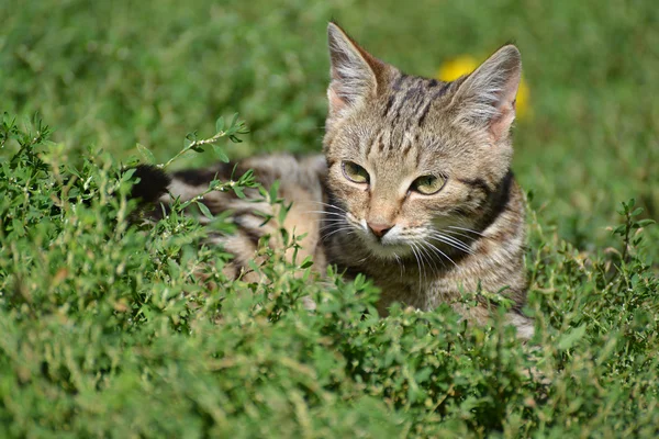 Retrato de leopardo gato impressão na natureza — Fotografia de Stock