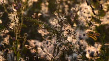 Otlar esintiyle gün batımında