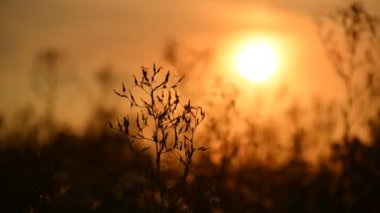 Bir gün batımı Breeze, yabani ot. Timelapse