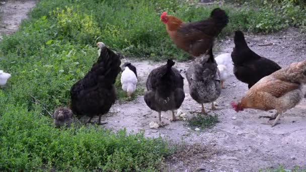 Hühner picken auf dem Hof nach Futter — Stockvideo