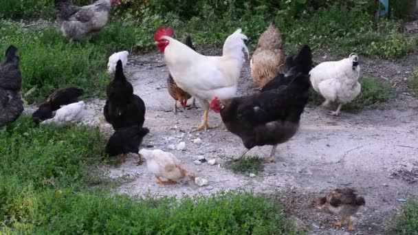 Hierarchia a élelmiszer az udvaron csirkék — Stock videók